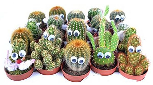 Рослина Кактус з очима 6/10