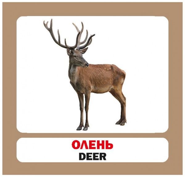 Книга «Навчальний посібник. Лісові тварини. англ-укр»