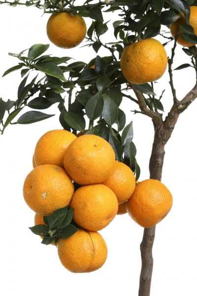 Растение комнатное Цытрус 21х100 см