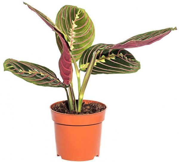 Растение Маранта Fascinator 12/25