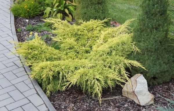 Растение Можжевельник средний Old Gold (V19-F21 40-50 C7.5-10)