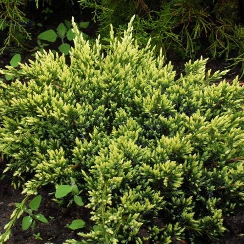 Рослина Ялівець Холгер d15/h30