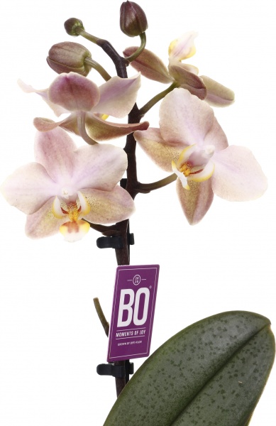 Растение комнатное Фаленопсис мини микс 6х20 см 1 ствол