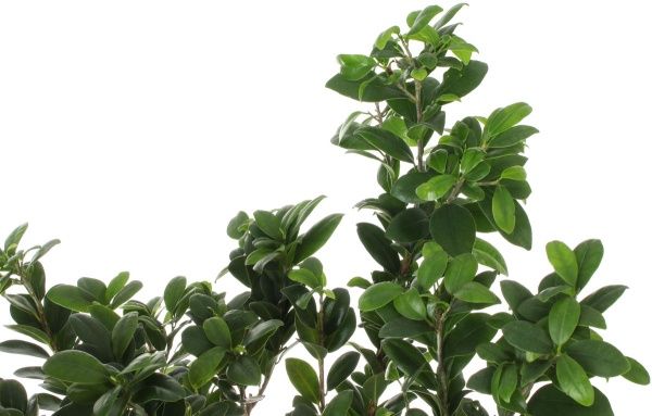 Растение Бонсай 23х55 см