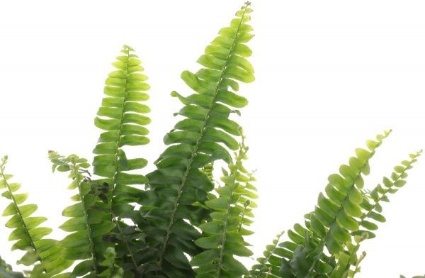 Рослина Нефролепіс 12/35 Грін Леді