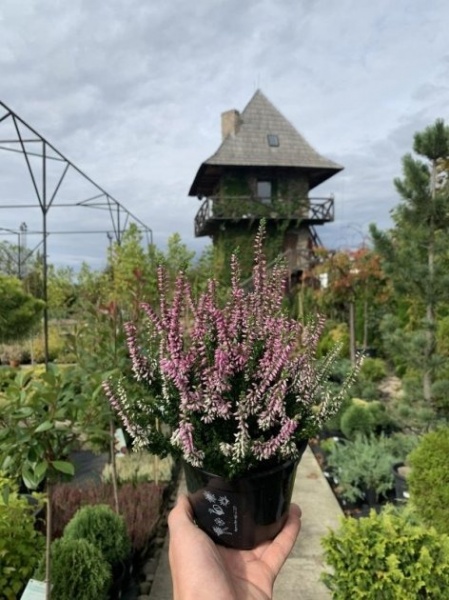 Растение Верес / Calluna vulgaris в ассортименте Р12