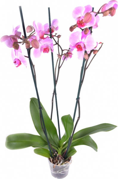 Растение Фаленопсис микс 3 ветка 12х60 см