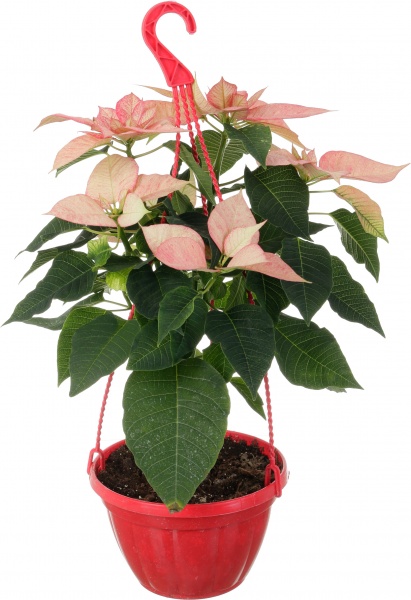 Растение Пуансеттия D20 см