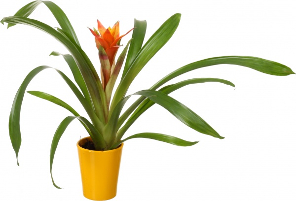 Растение декоративное Гузмания микс 12/40