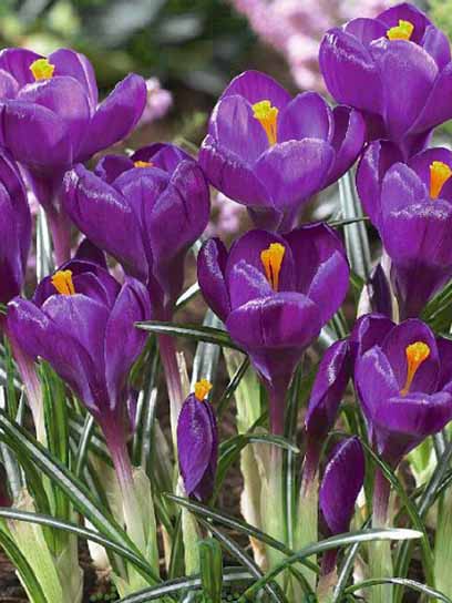 Клубнелуковица крокуса крупноцветкового Флауэр Рекорд 4 шт. 