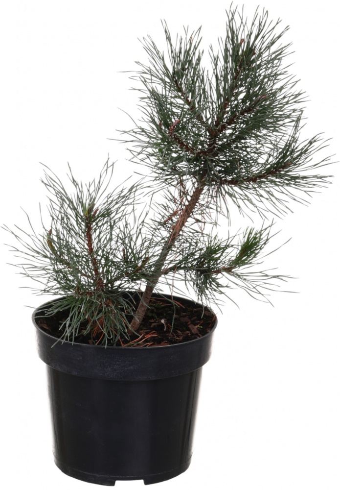 Растение Сосна Mugo C3