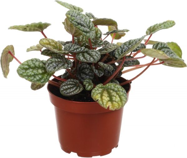 Рослина кімнатна Пеперомія сортова 11x20 см