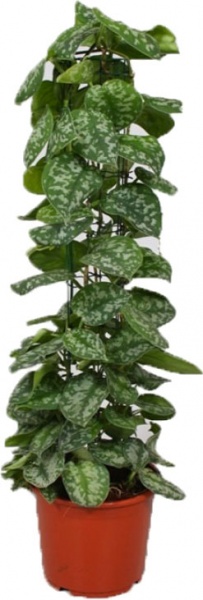 Рослина Сциндапсус 27/170 