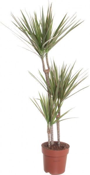 Растение Драцена микс 3рр 19/90