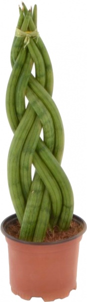 Рослина кімнатна Сансевьера Twister d10/h30