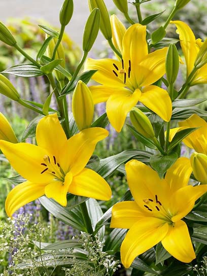 Луковица лилии ЛА Павия 1 шт. 