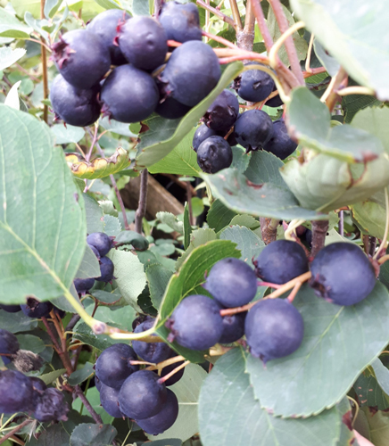 Растение Ирга вильхолистая Тисен/Amelanchier alnifolia 'Thiessen' С3/Н10-15