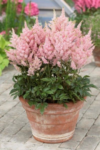 Растение декоративное Лотос К Астильба Никки (Astilbe Nikki)