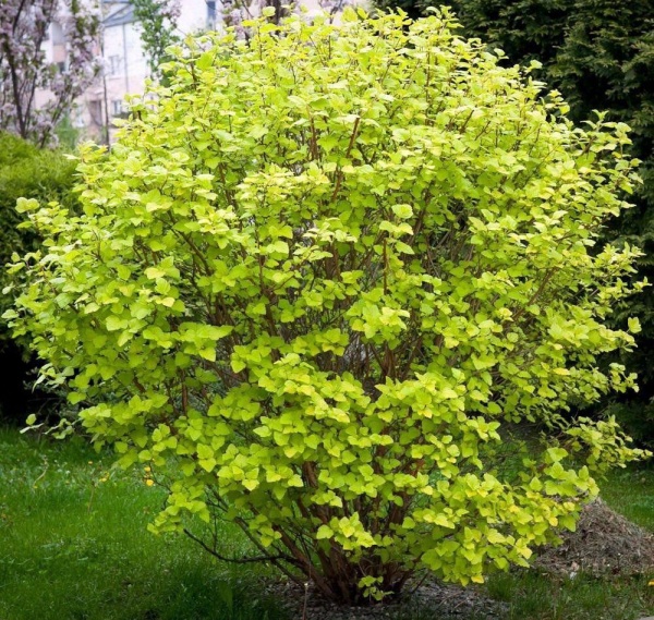 Растение Пузыреплодник/ Physocarpus opulifolius Luteus С2, H 30-40