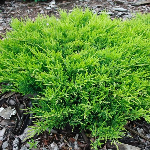 Растение Можжевельник горизонтальный/Juniperus horizontalis Andorra Compacta С3, D 25-35