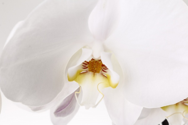 Рослина кімнатна Фаленопсис 15х90 см XXL 2 стовбури мікс