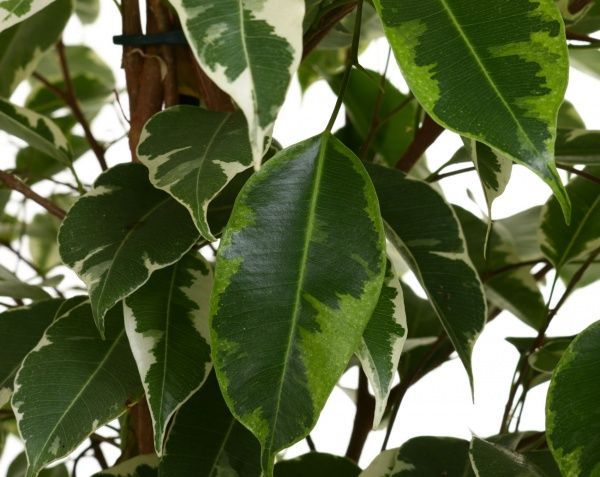 Растение Фикус бенжамина микс 21/105