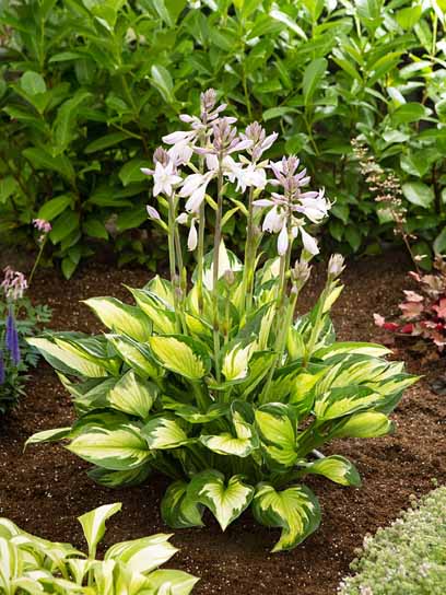 Корневище хосты Колор Халк XL 1 шт. 