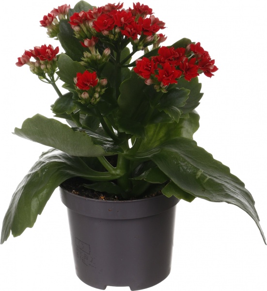 Растение комнатное Каланхоэ микс d9/h18