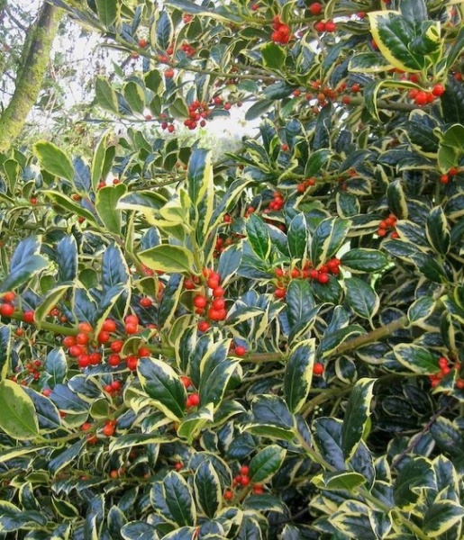 Растение Подуб альтакл/Ilex altacl. 'Belgica Aurea' С3/ Н60-80