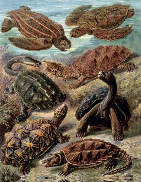 Книга «Розповіді про тварин та їх назви» 978-617-7429-34-9