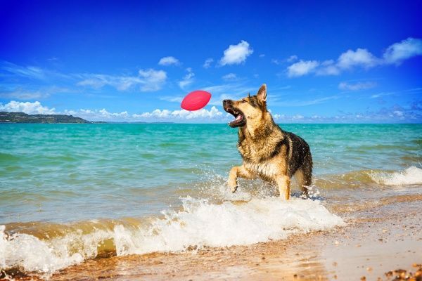 Игрушка для собак PitchDog мяч для апортировки d 9 см розовый