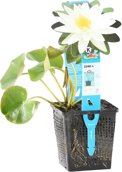 Растение Нимфея Marliacea Albida ведро 10 л