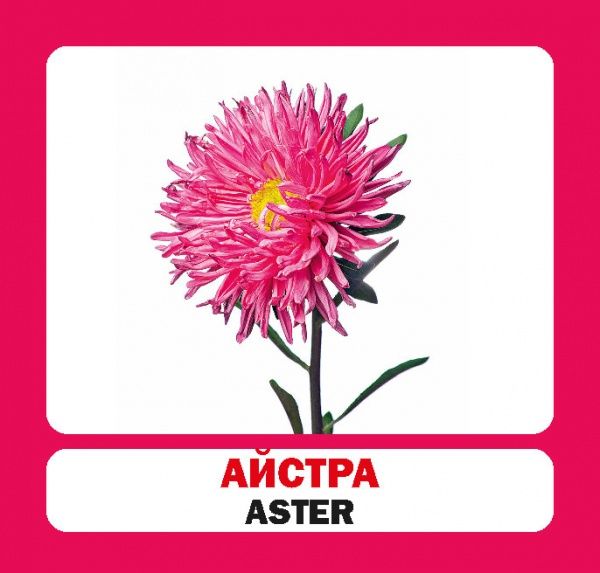 Книга «Навчальний посібник. Квіти. англ-укр» 978-966-975-183-6