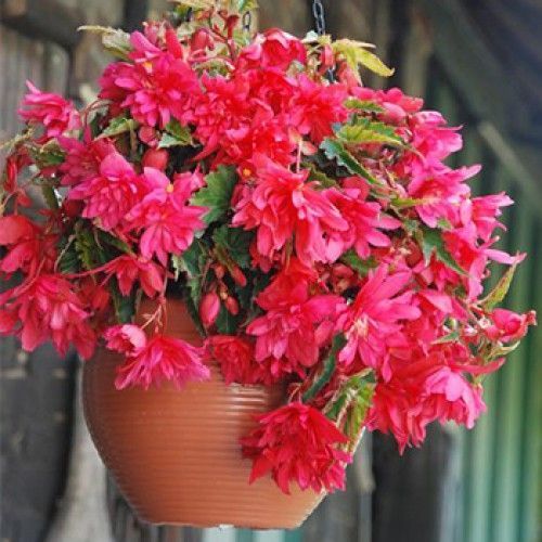 Луковица Яскрава Бегония свисающая Розовый каскад 1 шт. 