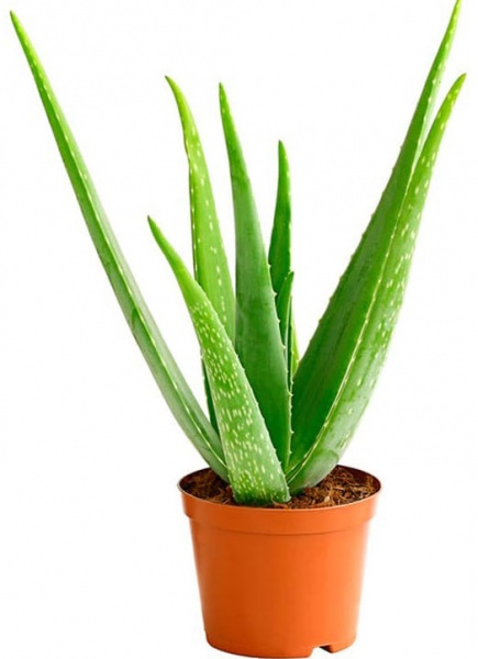 Растение комнатное Алое 15/40 Vera