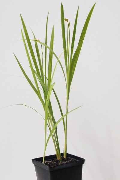  Крокосмия Buttercup