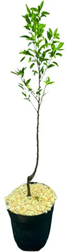 Саженец Миндаль, Фундук в ассортименте 1 шт