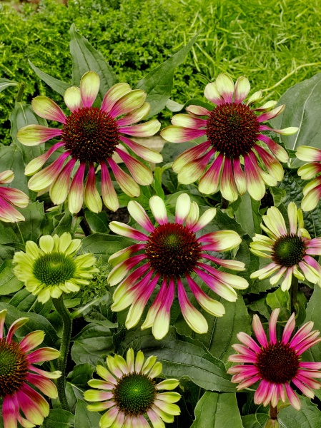 Корневище эхинацеи Грин Твистер 1 шт. 