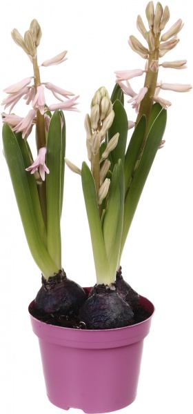 Растение комнатное Гиацинт 12/10