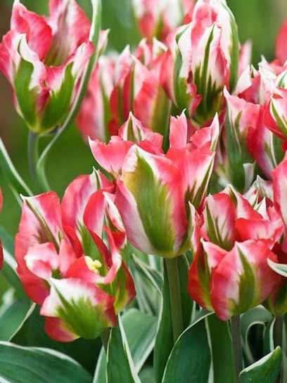 Луковица тюльпана зеленоцветкового Эсперанто 3 шт. 