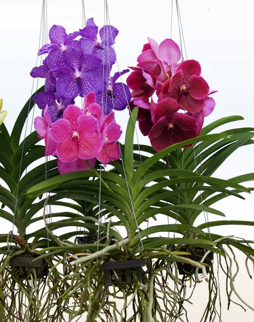 Растение Ванда Bose XL микс d15/h60