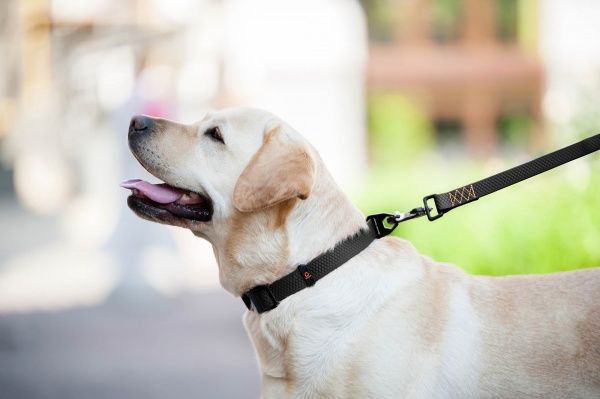 Ошейник Evolutor 2,5х25-70 см черный