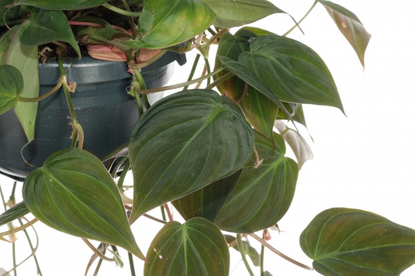 Рослина кімнатна Філодендрон 14/35 Грін