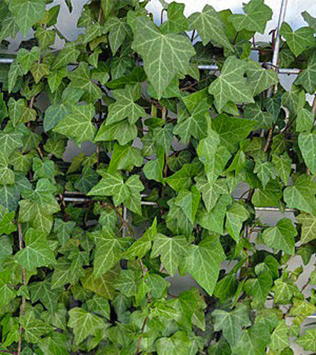 Растение Плющ обыкновенный Bialystok (K23-S23 h40-60 C2)