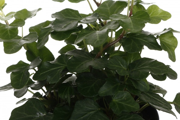 Рослина кімнатна Плантмікс 09//20