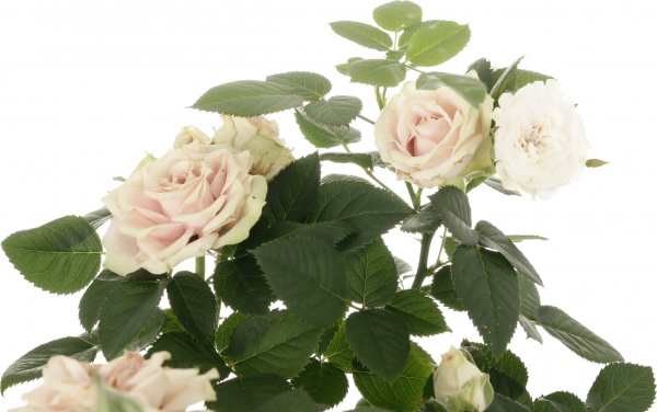 Растение Роза микс 20x35 см