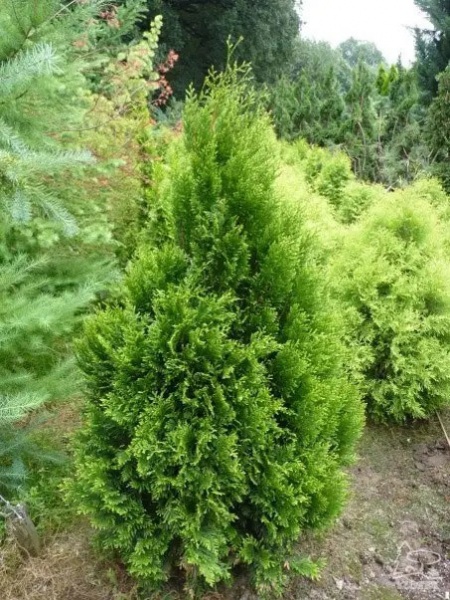 Растение Туя складчатая / Thuja plicata Kornik (S) С12