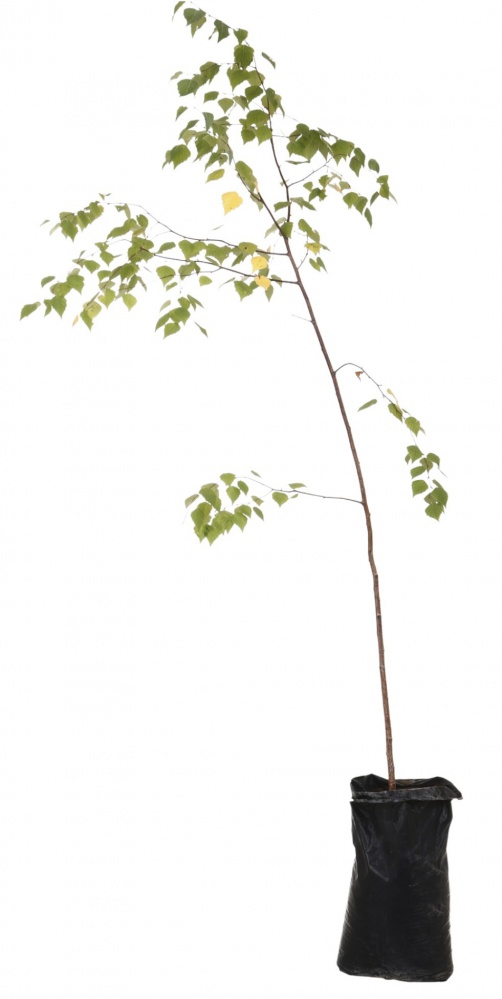 Растение Береза повислая h 1,5 м (L.15)