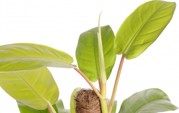 Рослина філодендрон 16/60 сортовий