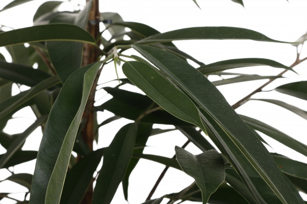 Растение комнатное Фикус 27/150 Амстел Кинг